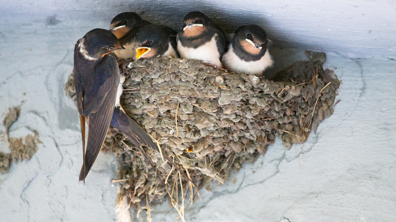 Barn swallows in nest