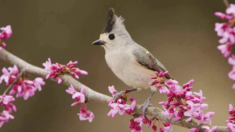 Black-crested titmouse on flowering branch