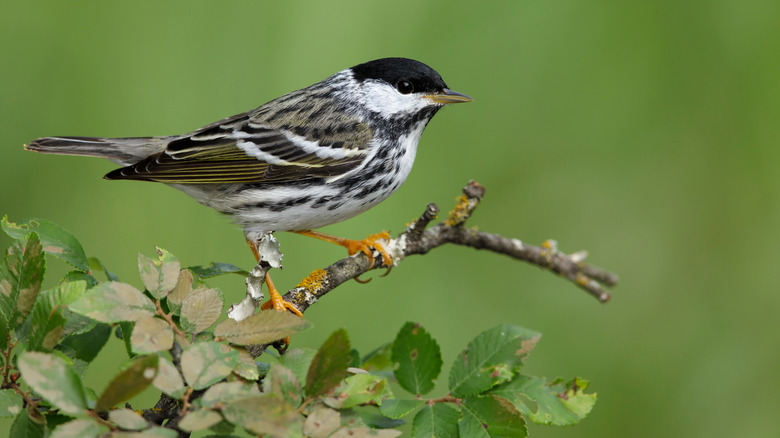 Blackpoll warbler bird on branch