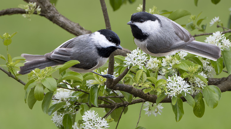 Two Carolina chickadees on tree