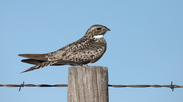 Nighthawk resting on fence post