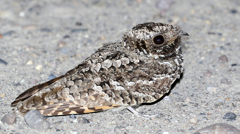 Common poorwill bird resting on ground