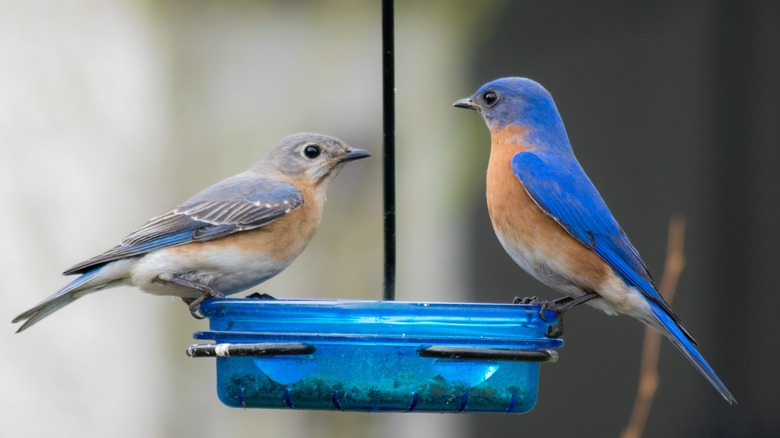 Two bluebirds sitting on birdfeeder