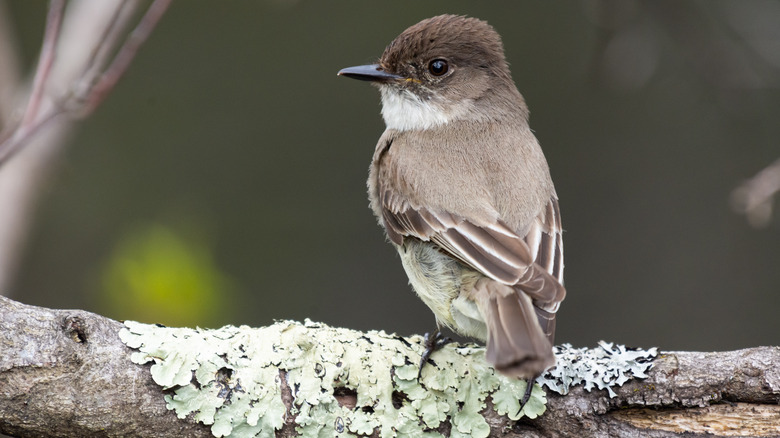 Eastern phoebe sitting on branch