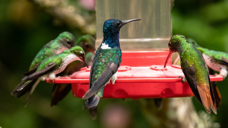 Hummingbirds drinking from feeder
