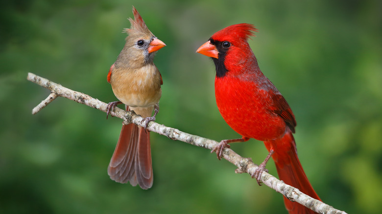 Two cardinals sitting on branch
