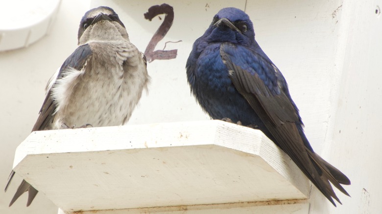 Purple martins sitting on ledge