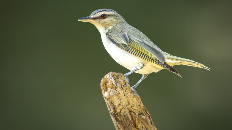 Red-eyed vireo on post