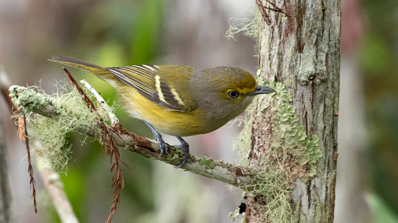 White-eyed vireo on branch