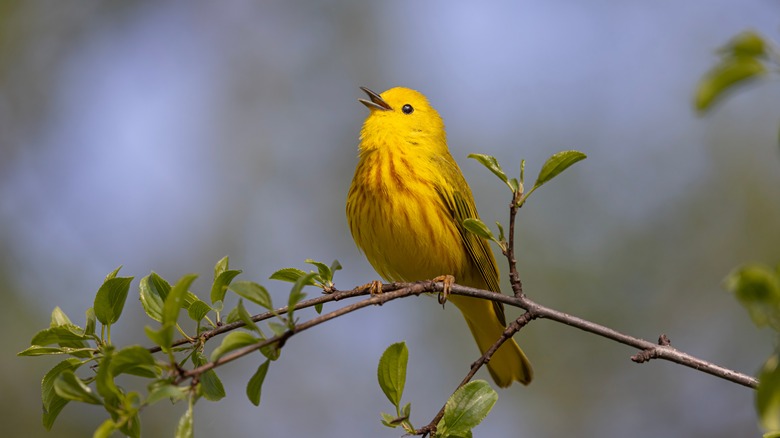 Yellow warbler on branch