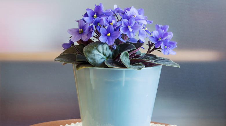 African violets growing in pot