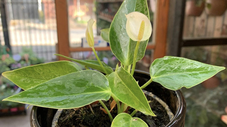 Mini anthurium growing in container