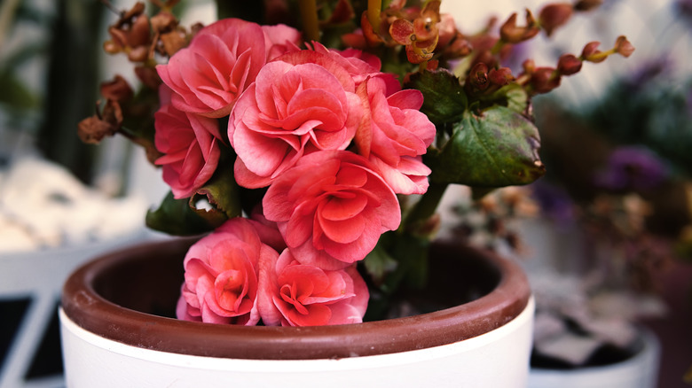 Begonia growing in small pot