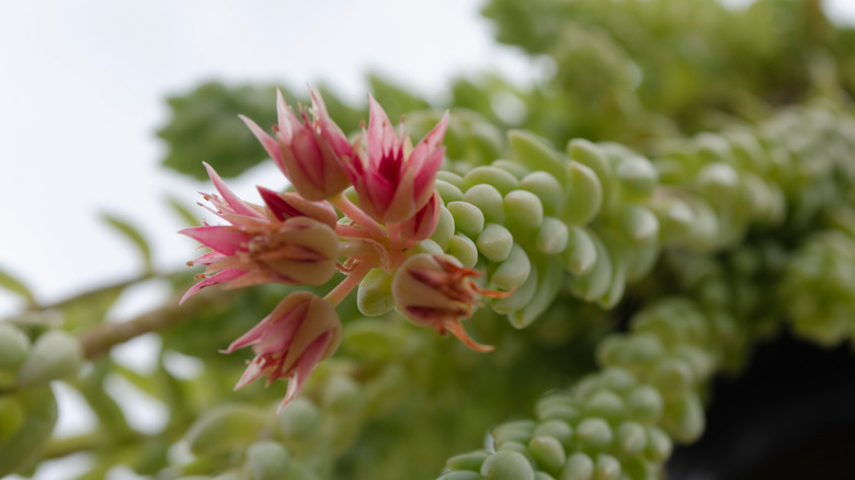 Blooms on burro's tail plant