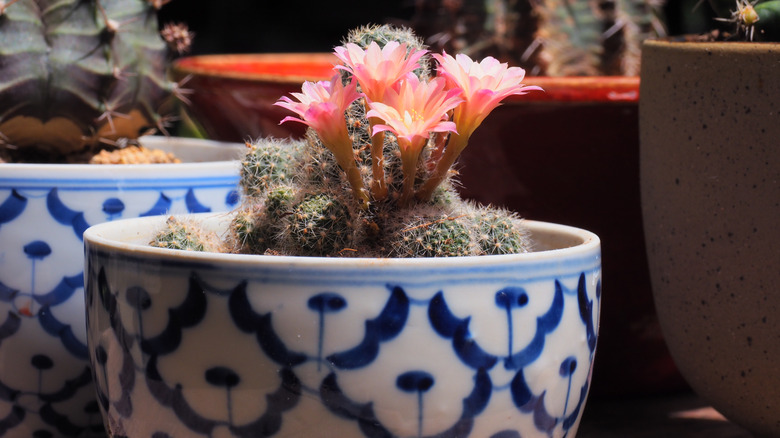 'Carnival' crown cactus planted in pot