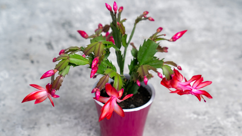 Christmas cactus in small planter