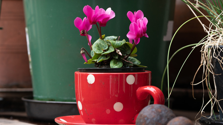 Cyclamen growing in cup