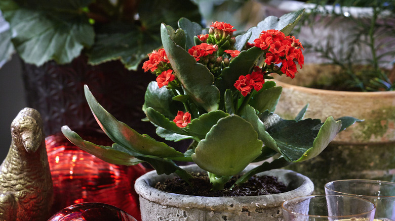 Kalanchoe growing in small pot