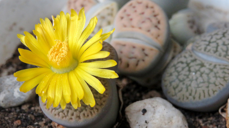 Living stones plants and flower