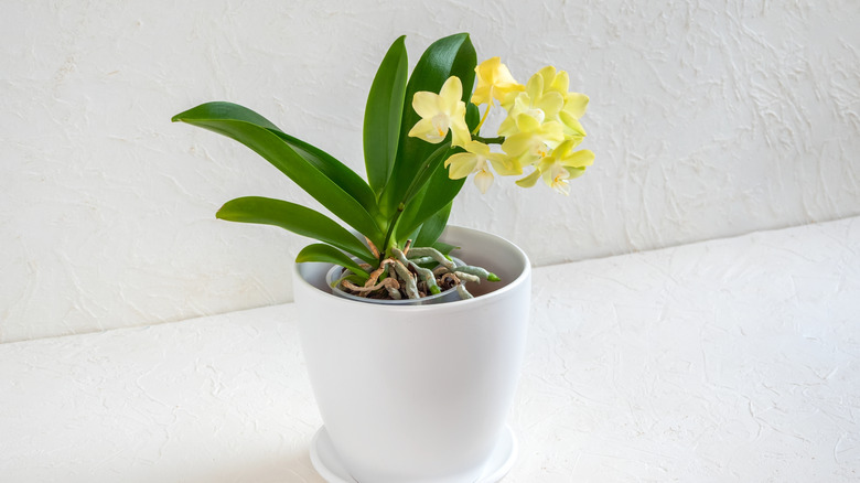 Miniature orchid in pot