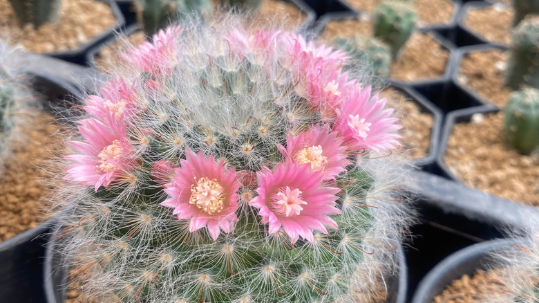 Powder puff cactus with blooms