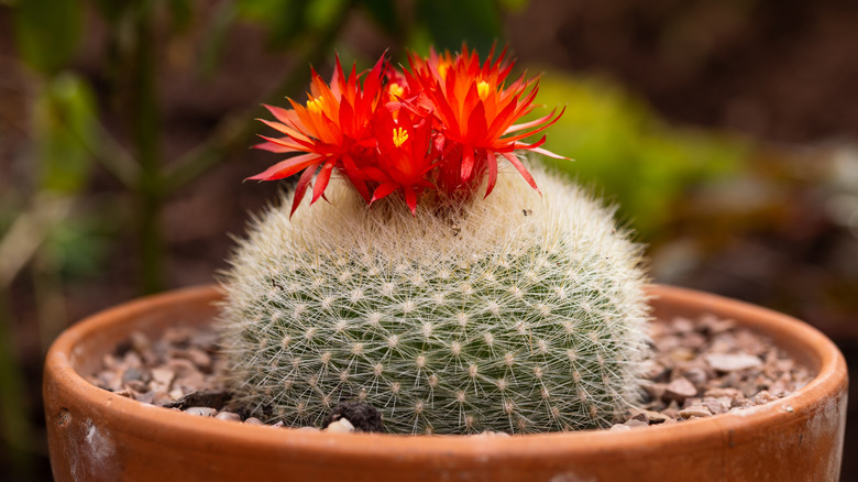 Blooms on scarlet ball cactus