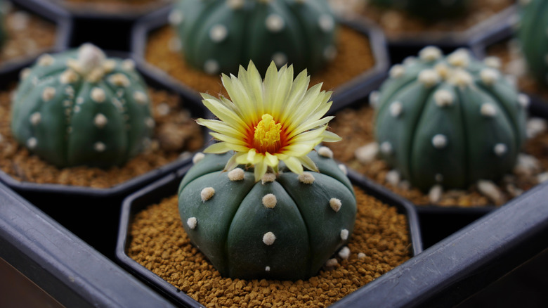 Bloom on star cactus