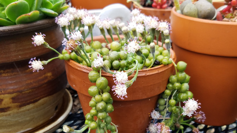 Blooming string of pearls plant