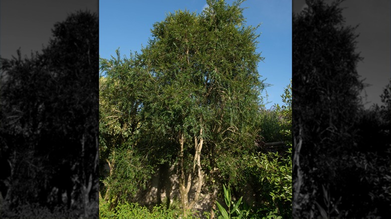 Box-leaf azara tree