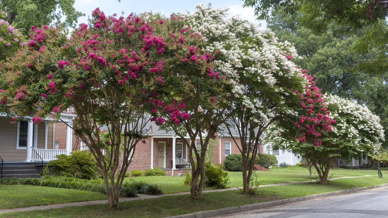 Crepe myrtles growing along sidewalk