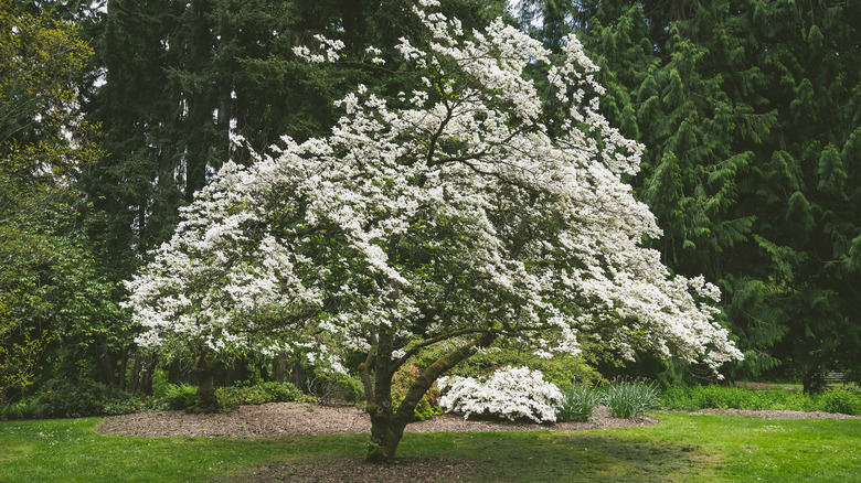 Dogwood tree with white blooms