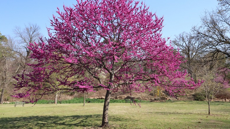 Eastern redbud tree in bloom