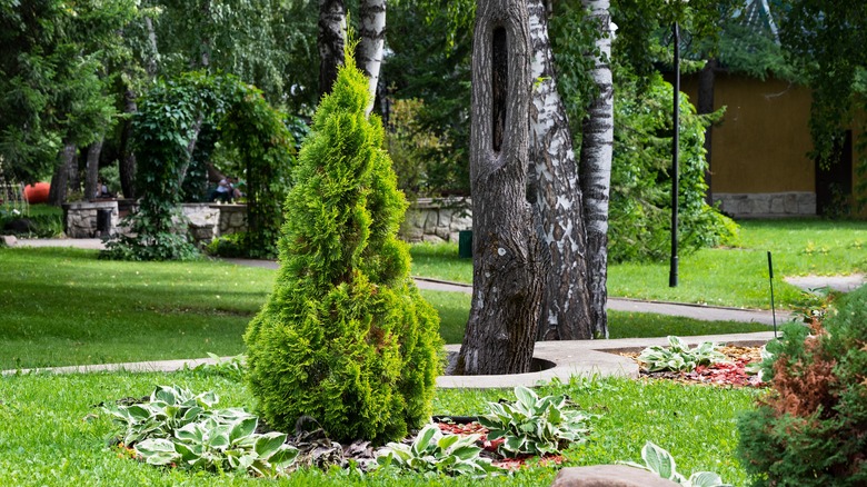 Front garden Emerald Green thuja