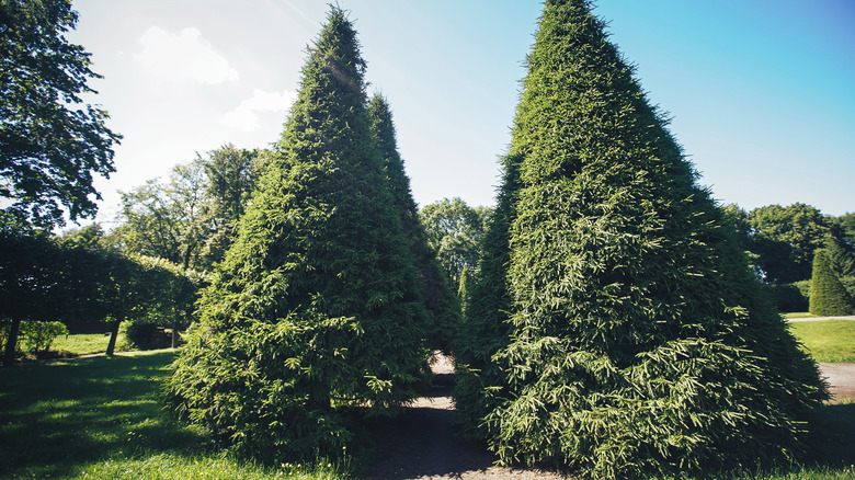 Two thuja green giant trees