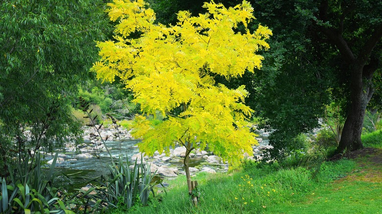 Young honey locust beside river