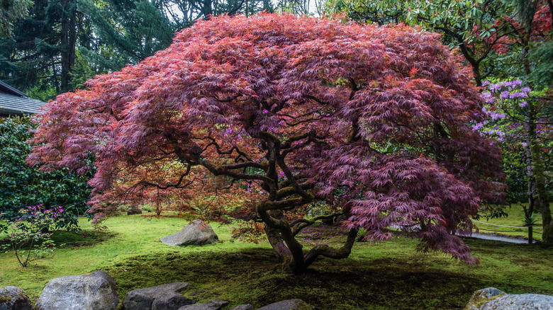 Japanese maple tree in garden