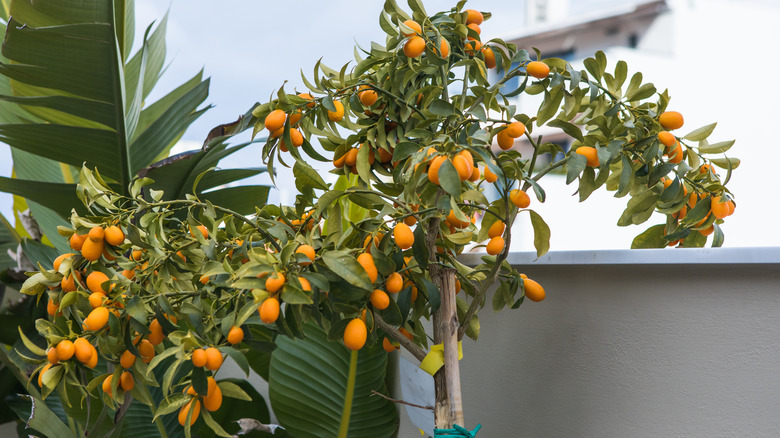 Fruiting kumquat tree on balcony