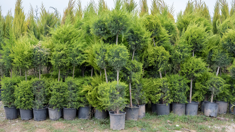 Leyland cypresses trimmed into shapes