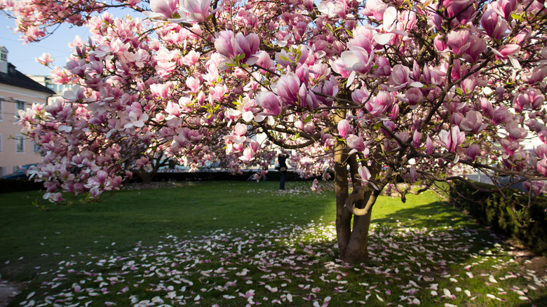 Pink flowering magnolia tree