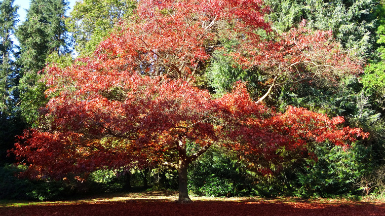 Northern red oak in fall