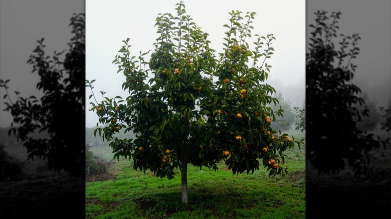 Persimmon tree on misty day