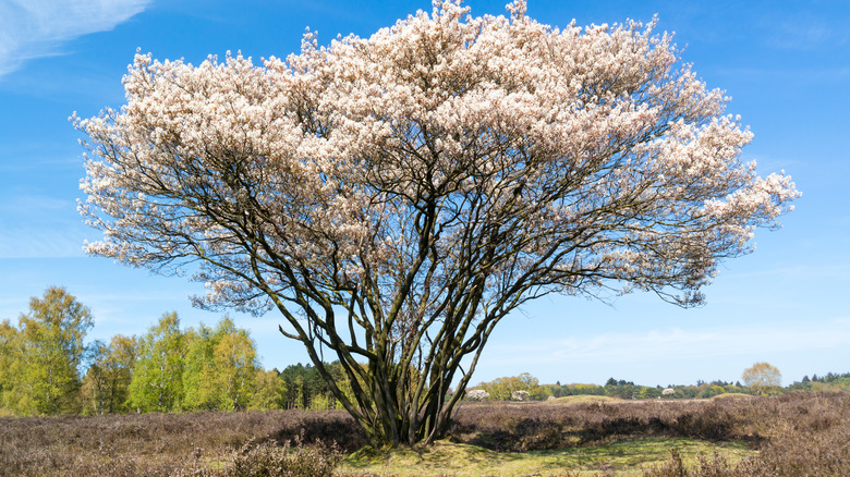 Serviceberry tree in bloom