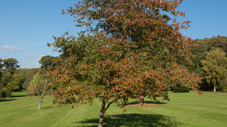 Washington hawthorn tree in fall