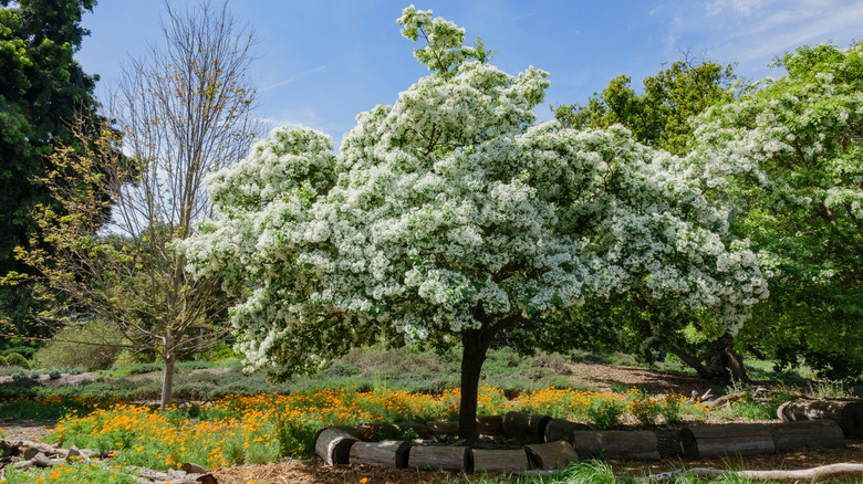 White fringe tree in garden