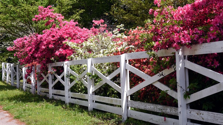 Azaleas lining fence