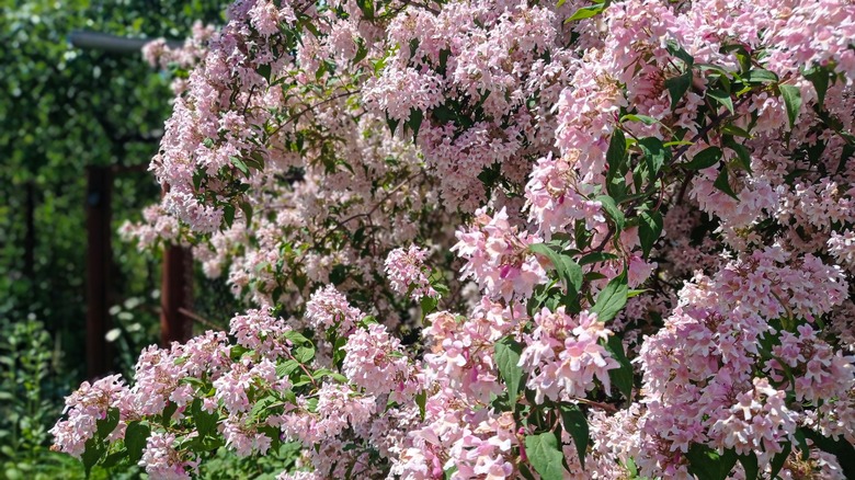 Beauty bush on black fence