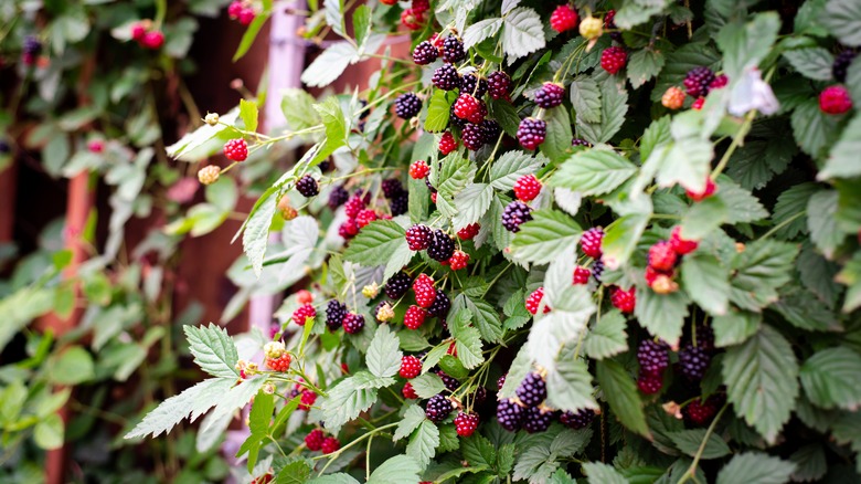 Fence with blackberries