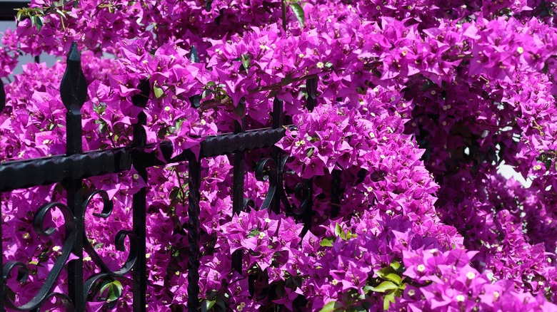 Bougainvillea on iron fence