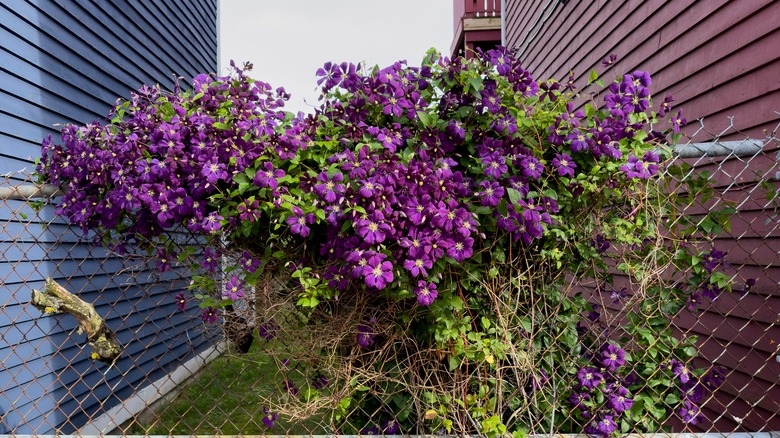 Clematis on chain-link fence