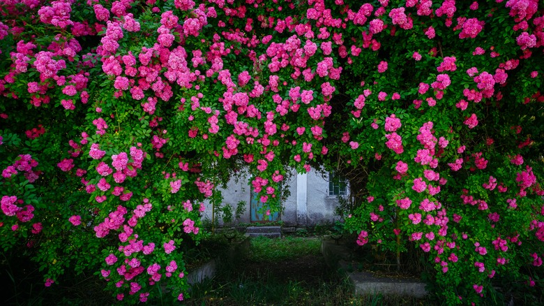 Climbing roses on garden wall